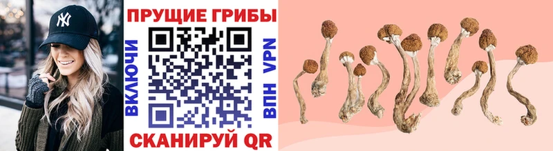 Псилоцибиновые грибы Cubensis  Черепаново 